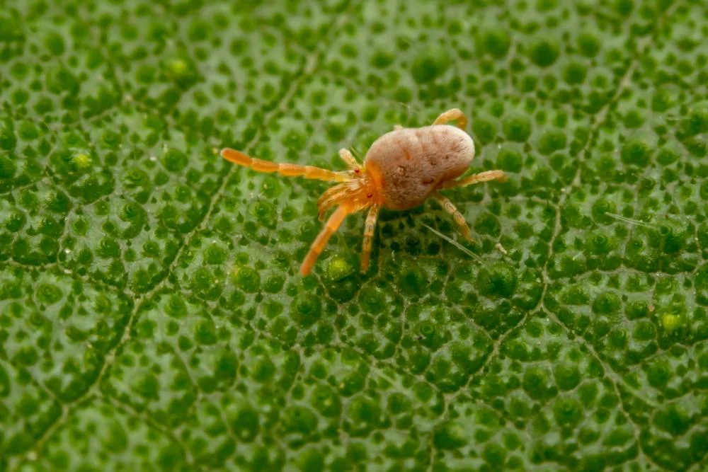 Makroaufnahme einer orangefarbenen Grasmilbe auf einem grünen Blatt.